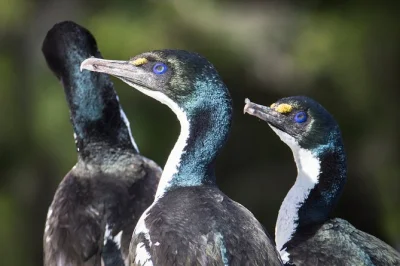 Explore marlborough sounds com golfinhos, aves raras e focas em um cruzeiro guiado, incluindo caminhada na ilha motuara, vinho, bebidas quentes e traslado.