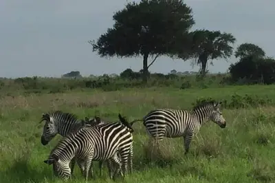 Reserva de caza Selous 2 días: Paseo en bote y safaris