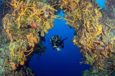 Plongée à Cozumel 2 jours : 4 plongées pour plongeurs certifiés