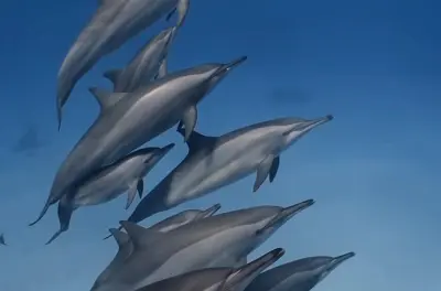 Swim with Wild Dolphins and South Mauritius Tour: Lunch Included