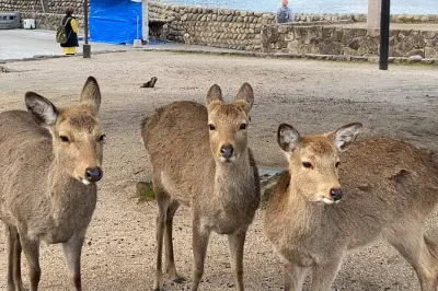 Tour privato di un giorno a Hiroshima e Miyajima con guida esperta