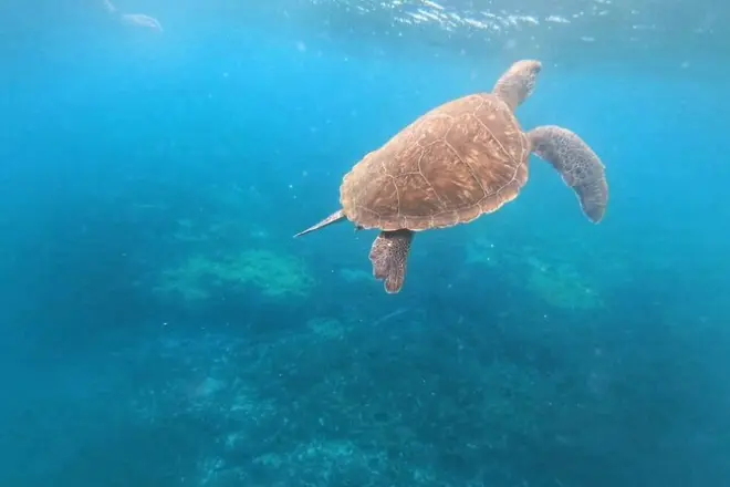 Santa Maria Bay Snorkeling Tour: Tropical Fish & Turtles