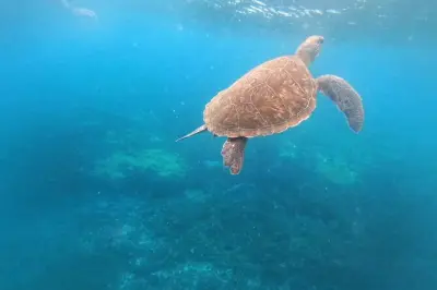 Snorkeling a Santa Maria Bay: Pesci tropicali e tartarughe marine