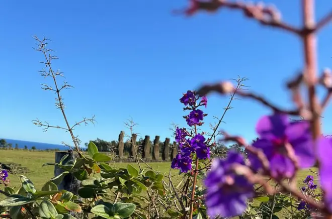 Halbtägige Tour Rapa Nui: Ahu Akivi, Puna Pau & Orongo