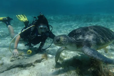 Feel the thrill of your first scuba dive in cyprus, small groups only, with a family-run team. includes all gear, private transport, and post-dive tea or coffee.