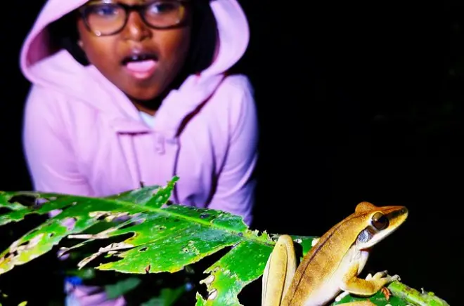Paseo nocturno por el Amazonas: Busca tarántulas y perezosos