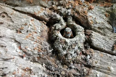 Step into valladolid’s mayan bee world—explore a dry cenote, meet stingless bees, taste rare honey, and enjoy a local breakfast or lunch. includes guide.