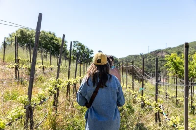Découvrez les vignobles de malibu, admirez les peintures rupestres chumash et repartez avec une bouteille de vin du domaine. randonnée guidée avec pauses photos et visite de jardin bio.