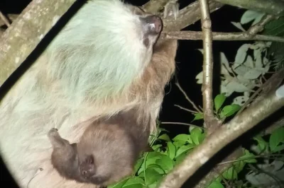 Descubre la fauna nocturna en monteverde recorriendo los senderos del refugio con un guía local. observa búhos, ranas y tarántulas de cerca en grupos reducidos. entrada no incluida.