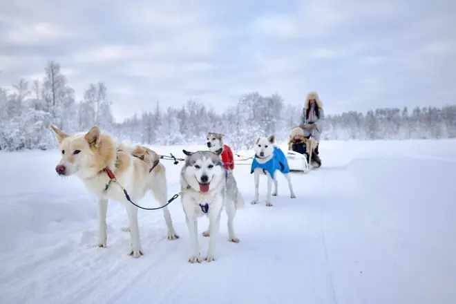 Husky Sleigh Ride Rovaniemi: Drive Your Own Team