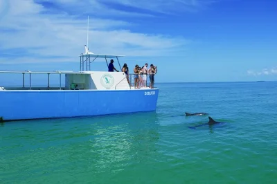 Explore as águas tranquilas de key west em um passeio de observação de golfinhos com biólogos e snorkel. grupo pequeno, catamarã ecológico, lanches orgânicos e equipamento incluso.