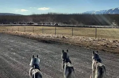 Caminhada com husky em Akureyri: Passeio privado e tempo com os cães