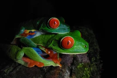 Descubre perezosos, tucanes, ranas y serpientes en un paseo nocturno guiado por los senderos del bosque lluvioso de arenal. incluye todas las entradas y es accesible para sillas de ruedas.