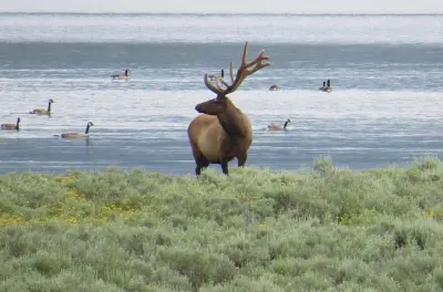 Tour di 2 giorni a Yellowstone da Jackson Hole: Entrambi i percorsi