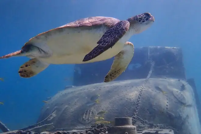 Nager avec les tortues à Galleon Beach : Snorkeling et vie marine