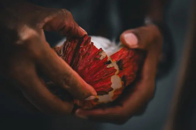 Guayaquil fazenda de cacau e Las Peñas: Do grão ao chocolate