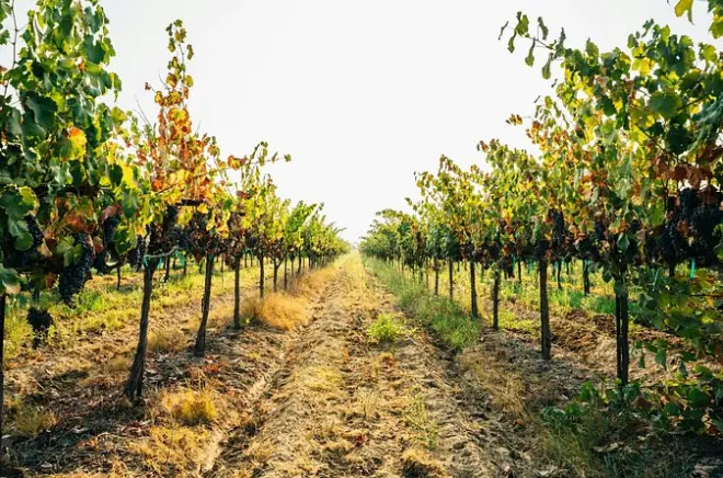 Visite privée des vignobles de Ginosa depuis Matera avec dégustation