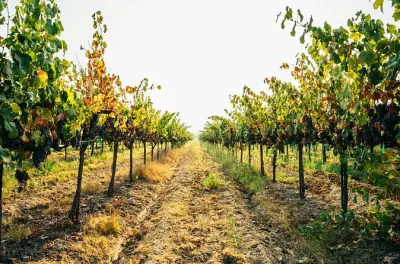 Visite privée des vignobles de Ginosa depuis Matera avec dégustation