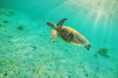 Port Barton passeio de ilha em ilha: Observação de tartarugas em Palawan