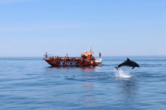 Delfines y cueva de Benagil desde Vilamoura: 3 horas