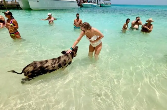 Snorkeling a Rose Island da Nassau: Nuota con i maiali