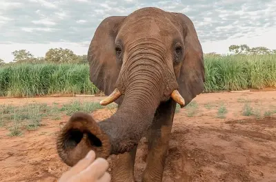 Elephant encounter at Victoria Falls: Up close with a herd