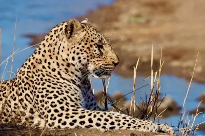 Safari privé dans une réserve près de Hoedspruit au lever du jour