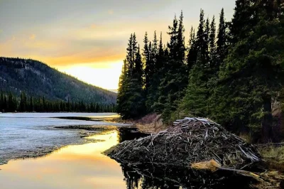 Vivi l’anima selvaggia di denali con una passeggiata in piccoli gruppi guidata da un naturalista locale, con pickup in hotel, attrezzatura fornita e pause per storie o raccolta di bacche.