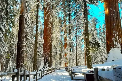 Tour de inverno em Sequoia com ex-guarda do parque: SUV privado