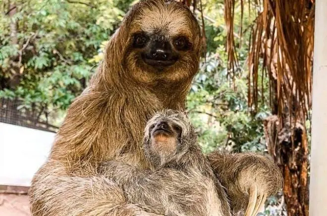 Tour em Roatan: Macacos, preguiças, chocolate, rum e vista ilha