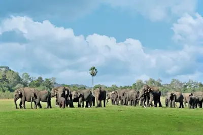 Minneriya Safari Elephant Gathering from Polonnaruwa
