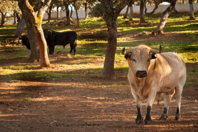 Descubre un rancho andaluz en activo, conoce toros bravos y caballos, pasea bajo encinas centenarias con guías locales y prueba los movimientos de un torero. entrada incluida.