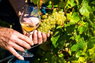 Scopri la provenza con un tour di mezza giornata da nizza, degustando vini biologici a saint-jeannet e passeggiando per le vie di saint-paul-de-vence. trasporto incluso.