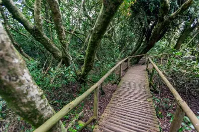 Fray Jorge National Park tour: Valdivian forest in the fog