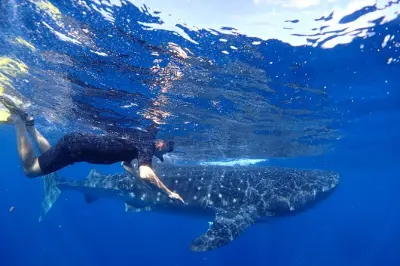 Walhai- und Mantarochen-Schnorcheln bei Isla Mujeres