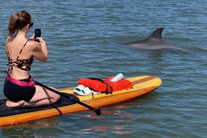 Dolphin and Manatee Kayak Tour in Osprey, Florida