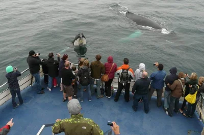Feel the salt air, spot puffins and whales up close in witless bay with a local crew. includes expert guides, safety gear, and indoor seating—book your seat early.