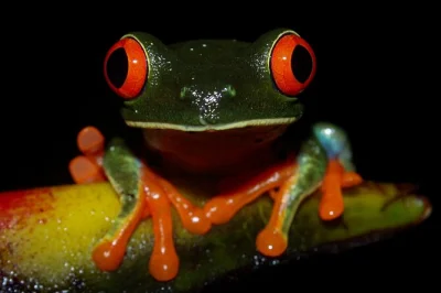 Explora la selva de la fortuna de noche con un grupo pequeño, descubre ranas de ojos rojos y perezosos, acompañado de guías locales con linterna y agua incluida.
