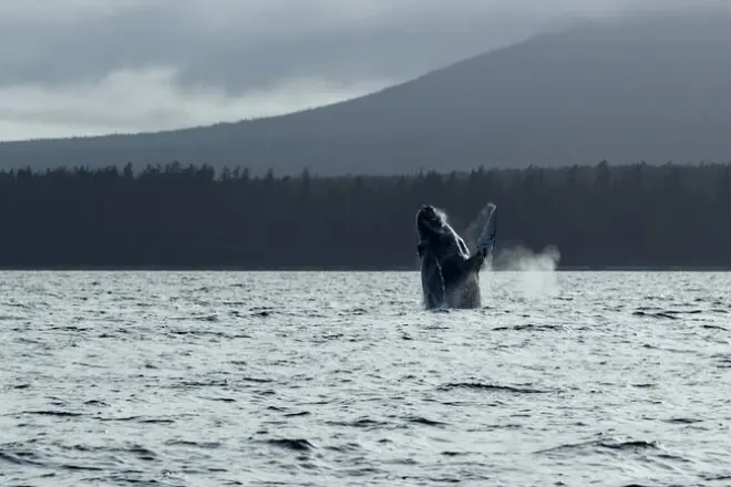 Faune marine à Sitka Sound : Baleines, loutres et aigles vus de près