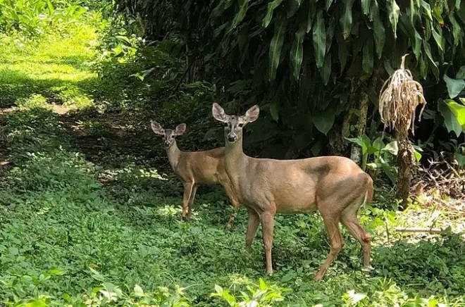 Atitlán: Senderismo y avistamiento de 350 especies de aves