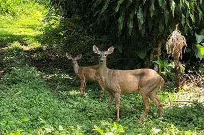 Atitlan Hiking and Birding Tour: 350 Bird Species