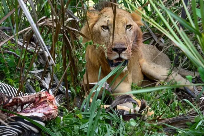 Safari Selous et Mikumi avec bateau et safaris depuis Dar es Salaam