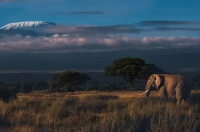 Safari di 3 giorni da Malindi: Tsavo, Amboseli e Kilimanjaro