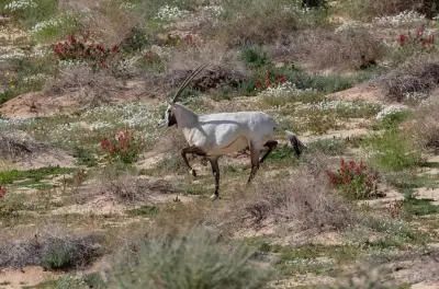 Mountain hiking in Medina's Al Bidaa Reserve with certified guide