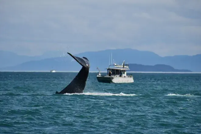 Walbeobachtung & Bärensuche ab Icy Strait Point: 3 Stunden