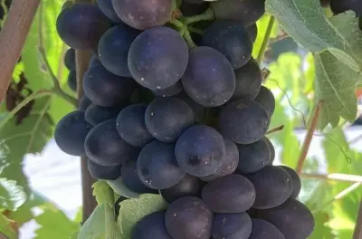 Santa Ynez Valley Wein-Tour: Privat, 6 Stunden, individuelle Stopps