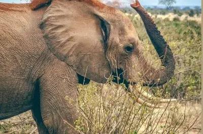 Safari 3 jours à Tsavo depuis Mombasa : Éléphants et paysages volcaniques
