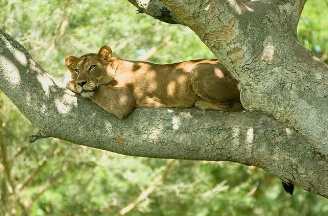 Queen Elizabeth Safari 3 Tage mit Pirschfahrten und Kazinga-Kreuzfahrt