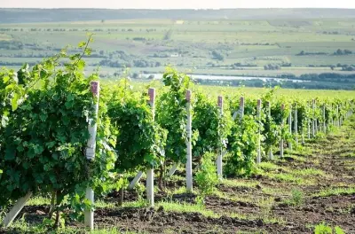 Tour degustazione vini a Château Purcari da Chisinau: 7 ore