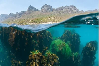 Erlebe die frische meeresluft bei einer ocean safari in hout bay – entdecke delfine, seevögel & robben, schnorchle im kelpwald und entspanne danach mit warmen duschen und im gartenlounge.